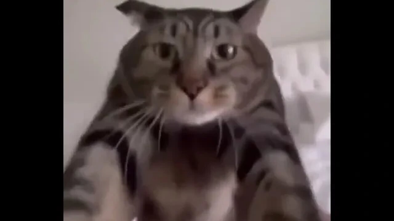 Фига карусель // Кот в ахуи