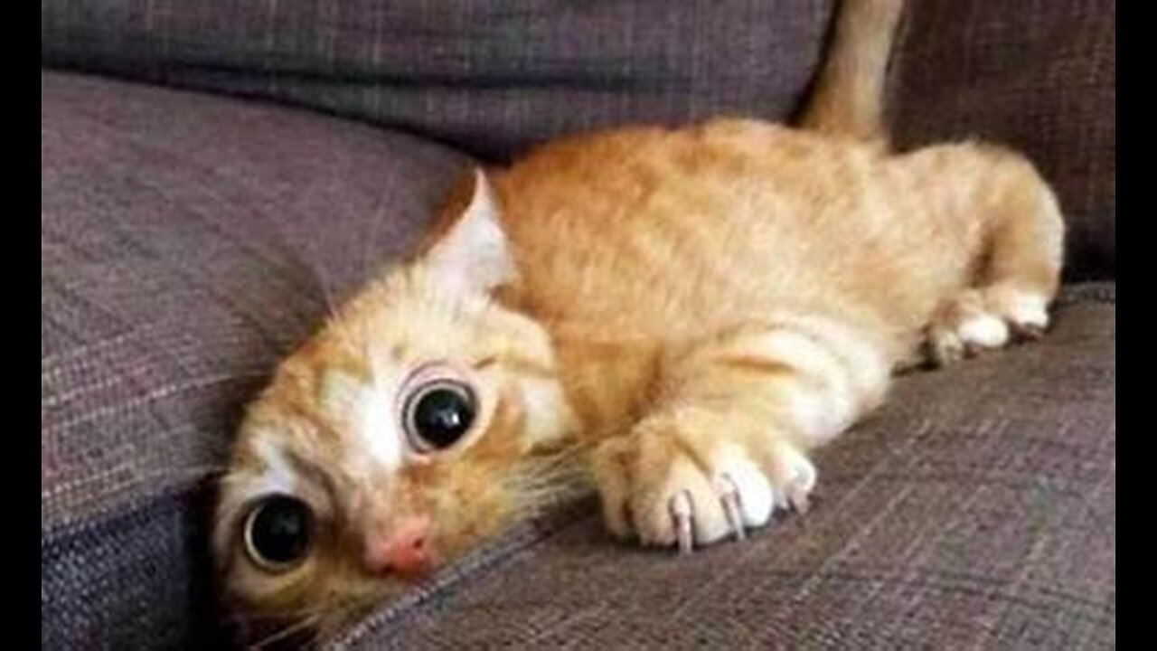 Funniest Animals Videos 🐻❄️ Can Make You More Happy #33