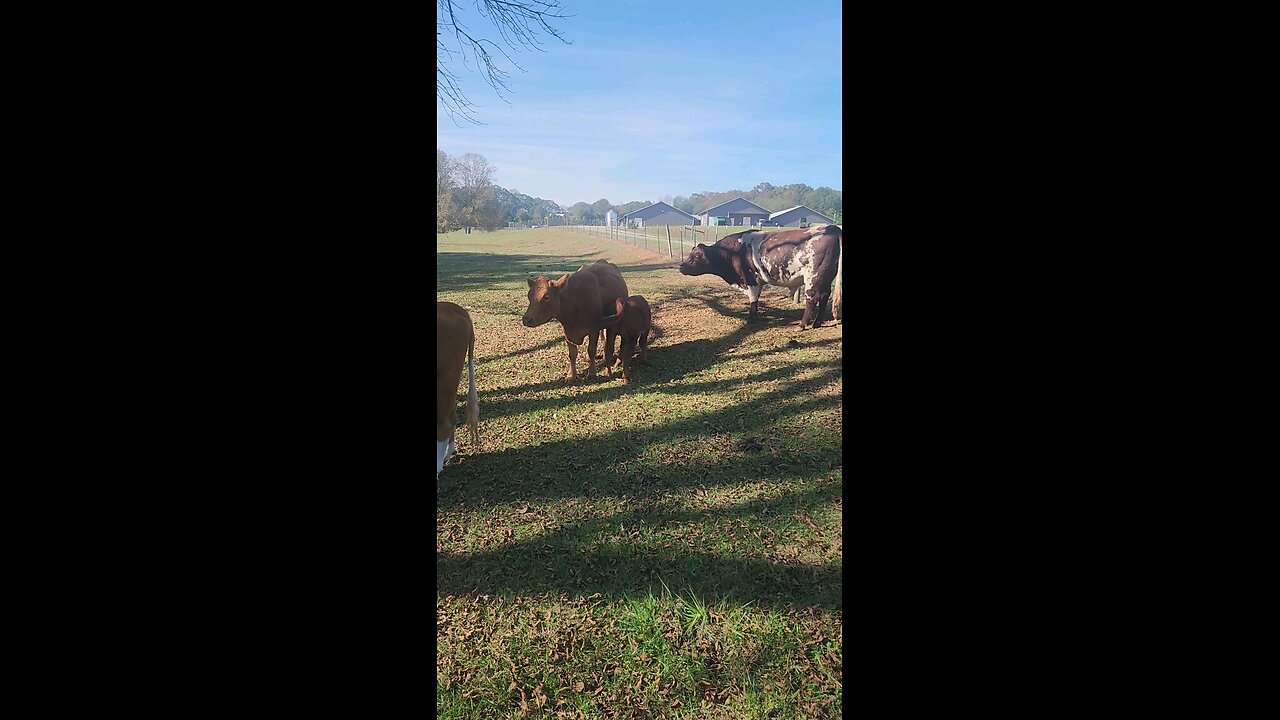 Cows and calves on a fall morning.
