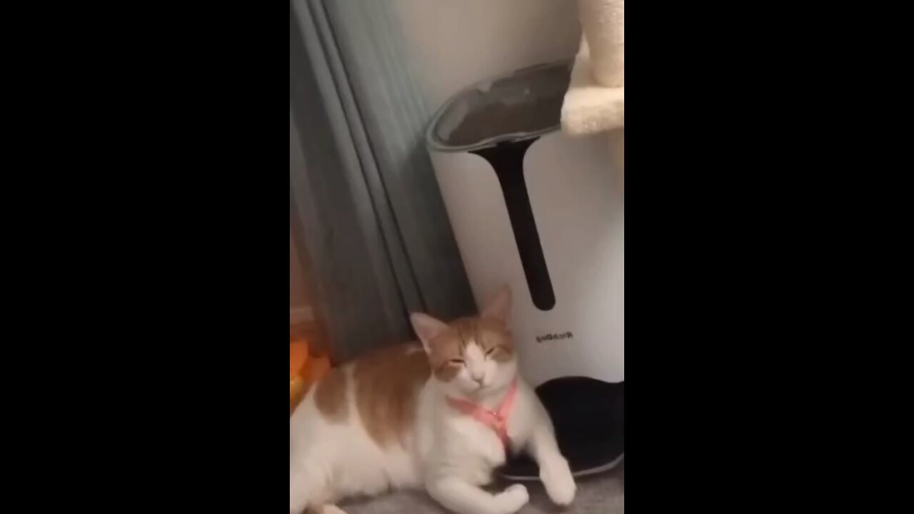 Funny video part 9