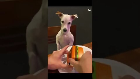 Dog Not Amused