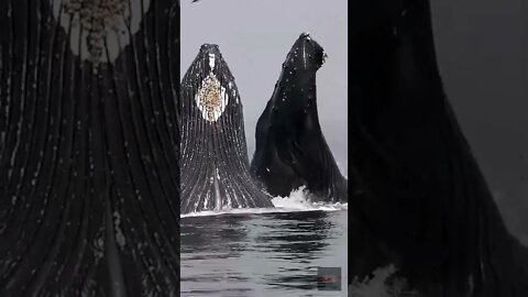 Viral Reel #158 😯 Giant Wale Jumping - 😯 Giant Whale Fish #shots #whale