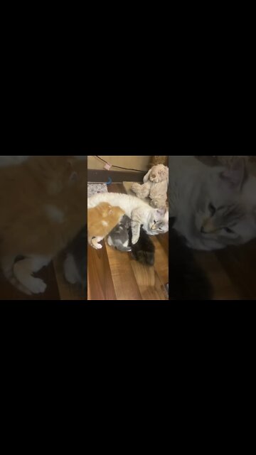 Kitten Nursing Chaos