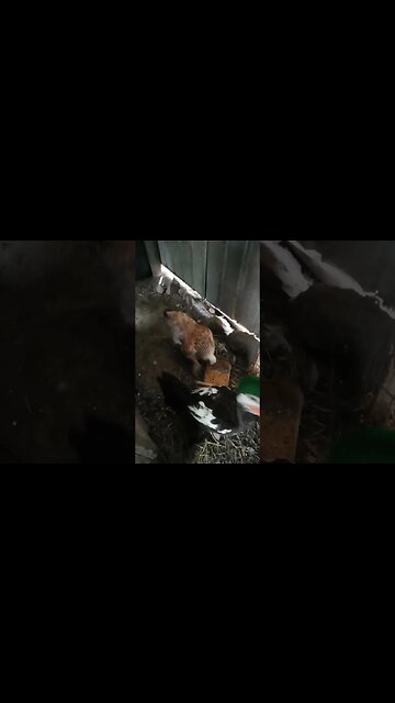 Good Morning Mother Duck , Duckling and Hen