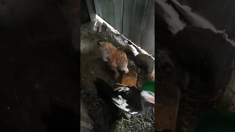 Good Morning Mother Duck , Duckling and Hen