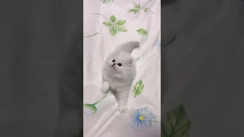 Funny & Cute Dog Compilation TikTok #shorts 😻1080p 4