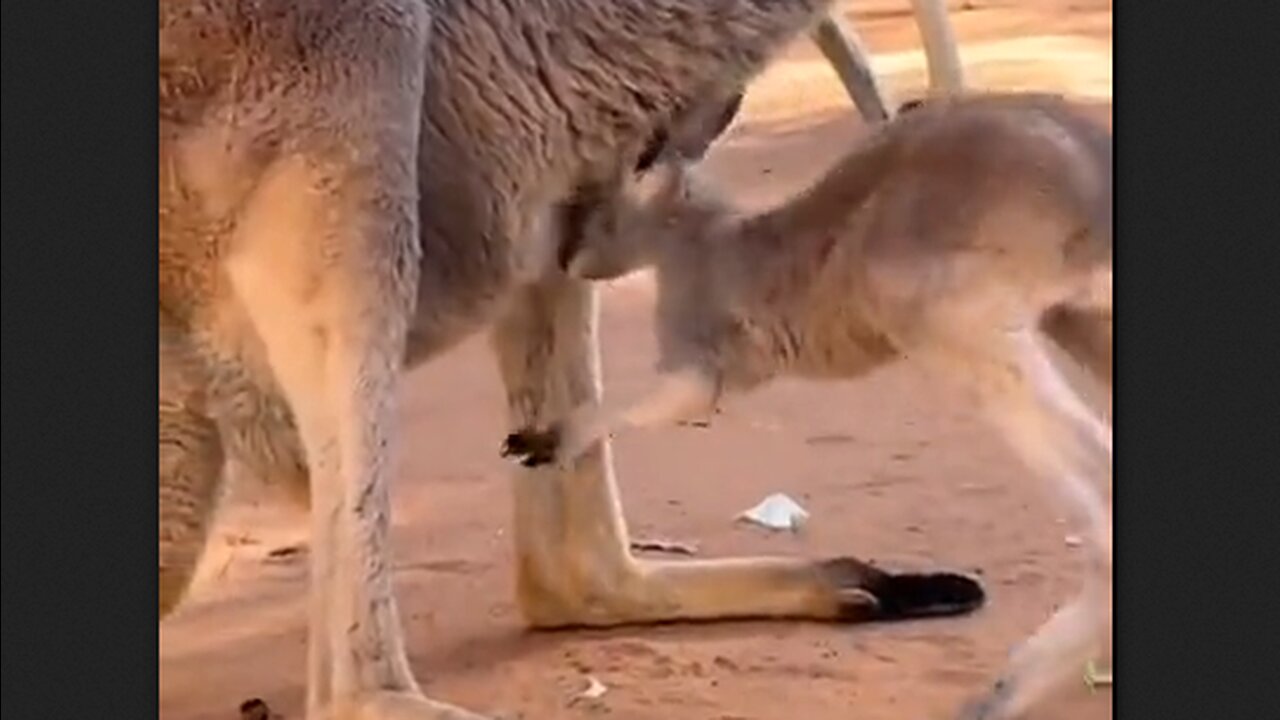 Kangaroo - Someone may have gotten too big for the pouch