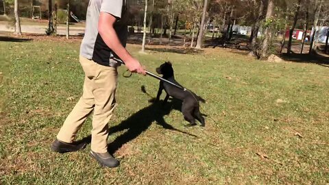 ASC's Ebony at 5 & 1/2 months (Frankie-Bomp x Pele)
