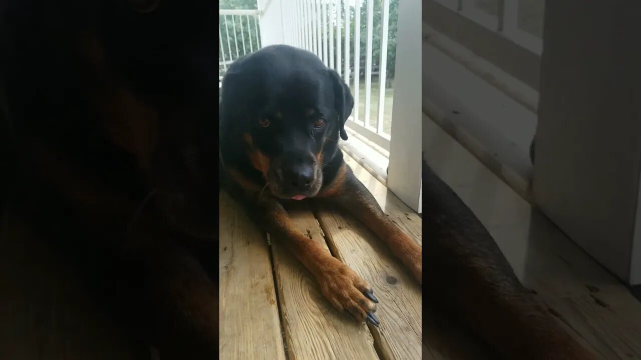 Gorgeous Rottweiler#Shorts #rottweiler😍💖💜💛