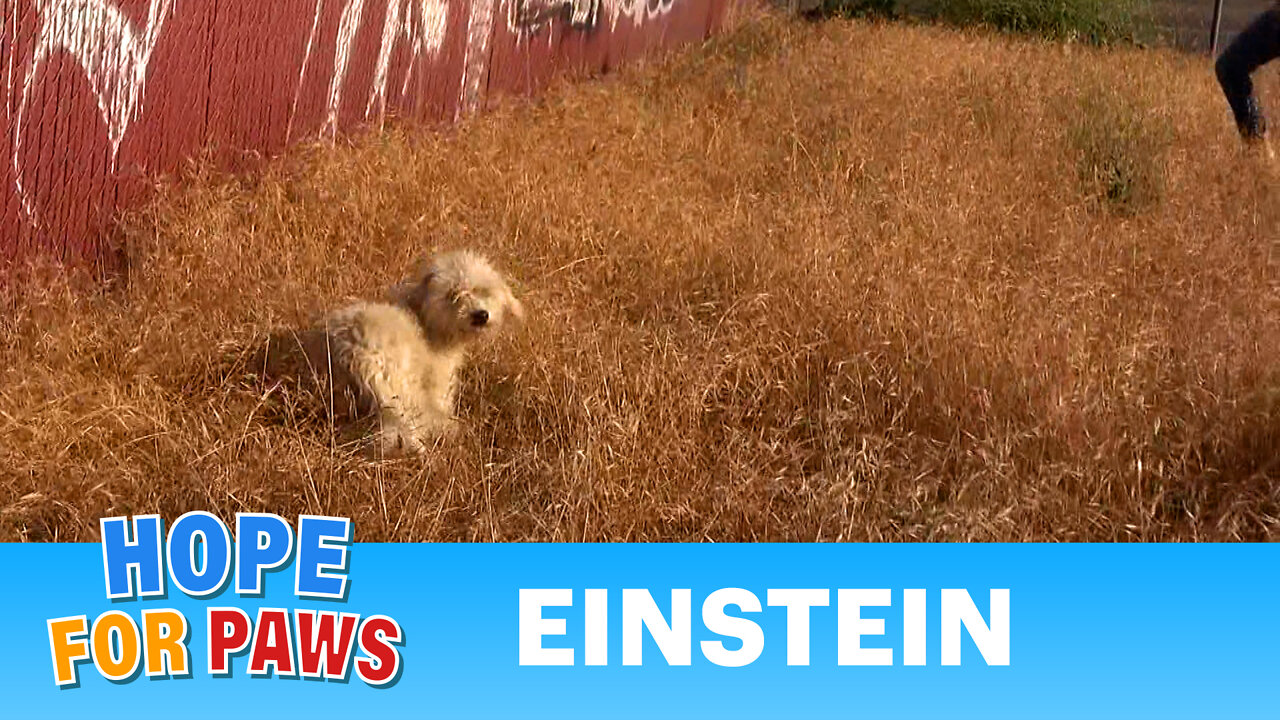 A scared homeless dog gets rescued, transformed, kissed by Betty White, and then... you'll see ❤️