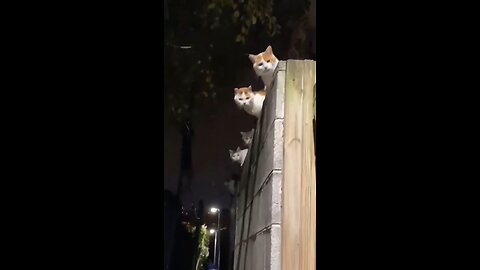 Cats meeting intruppted