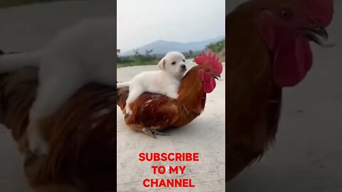 The animals | Dog | Pet #shorts #dogs#tiktok #tik tok #viral #viralvideo #cat #cats #the#usa