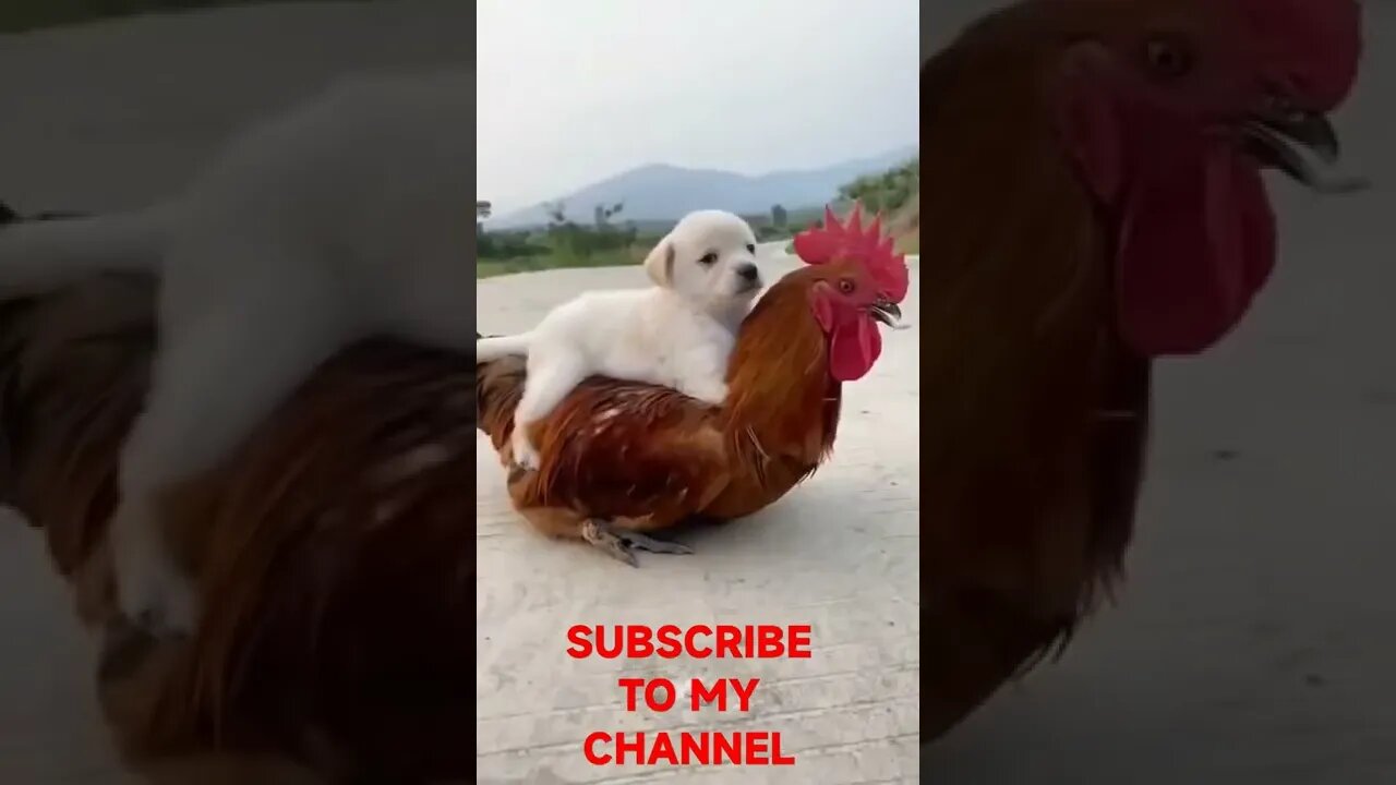 The animals | Dog | Pet #shorts #dogs#tiktok #tik tok #viral #viralvideo #cat #cats #the#usa