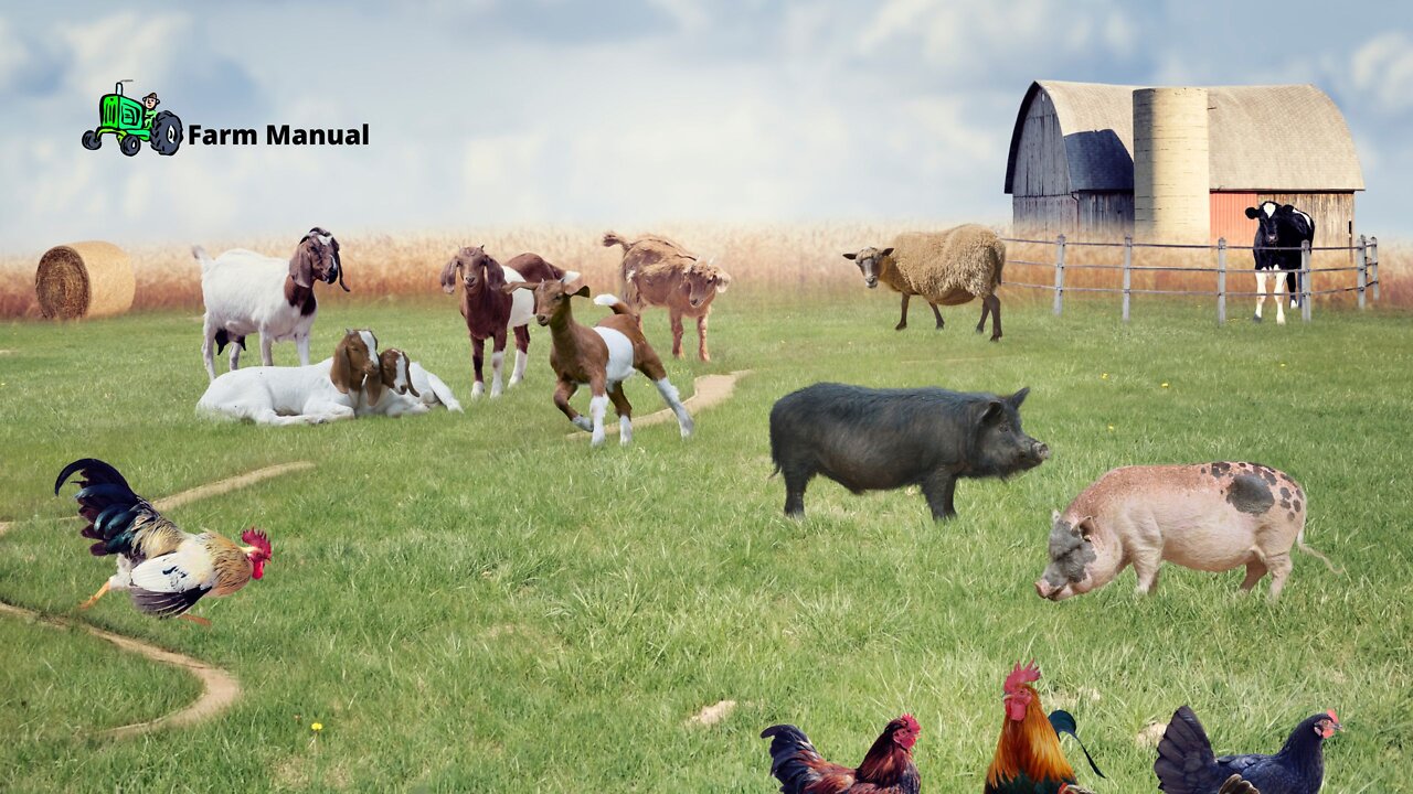 Farm | My Animals