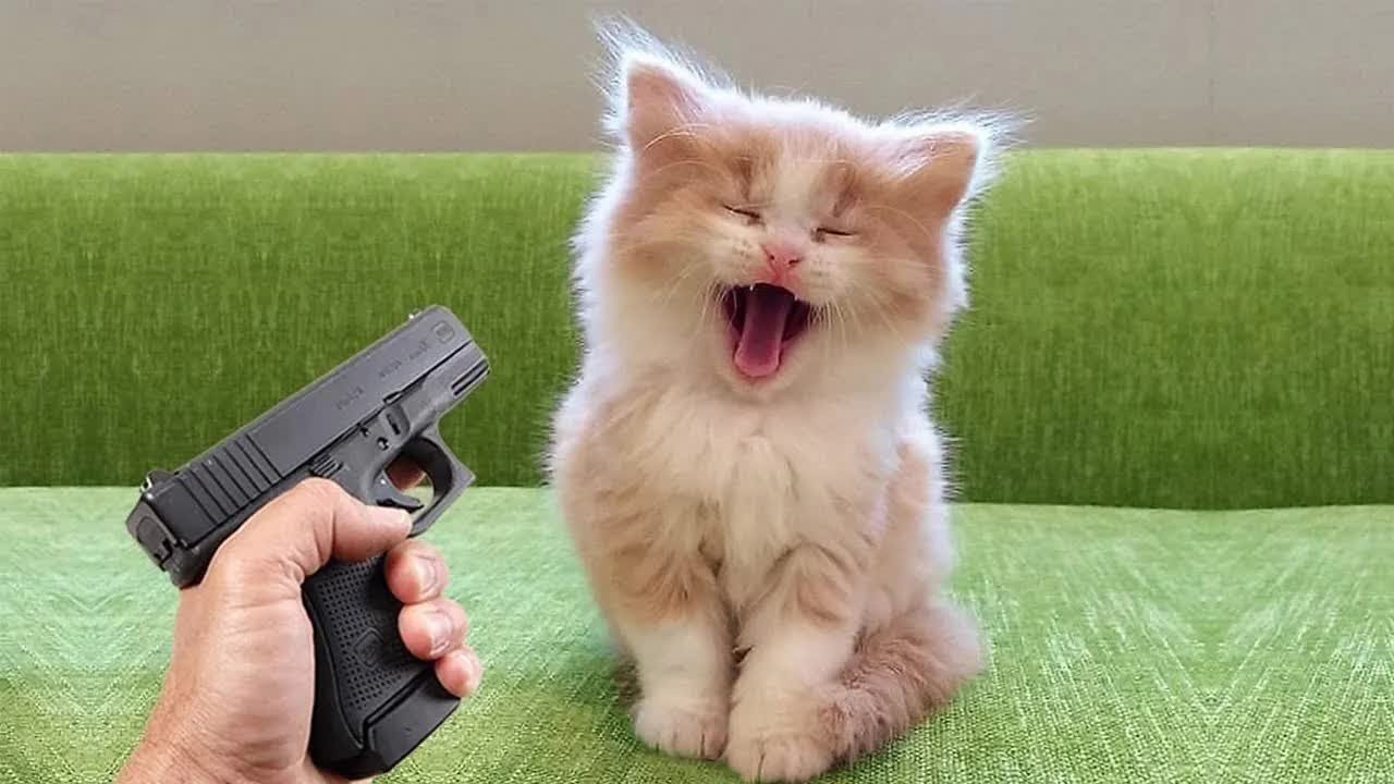 Best Funny Animal Videos Of The π€£ - Funniest Cats And Dogs Videos πΊπ