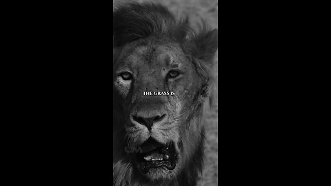 Lion, Tiger, and Donkey