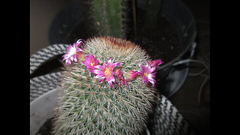Unedited and Extended Mammillaria nunezii Britton & Rose Orcutt Cactus November 2022