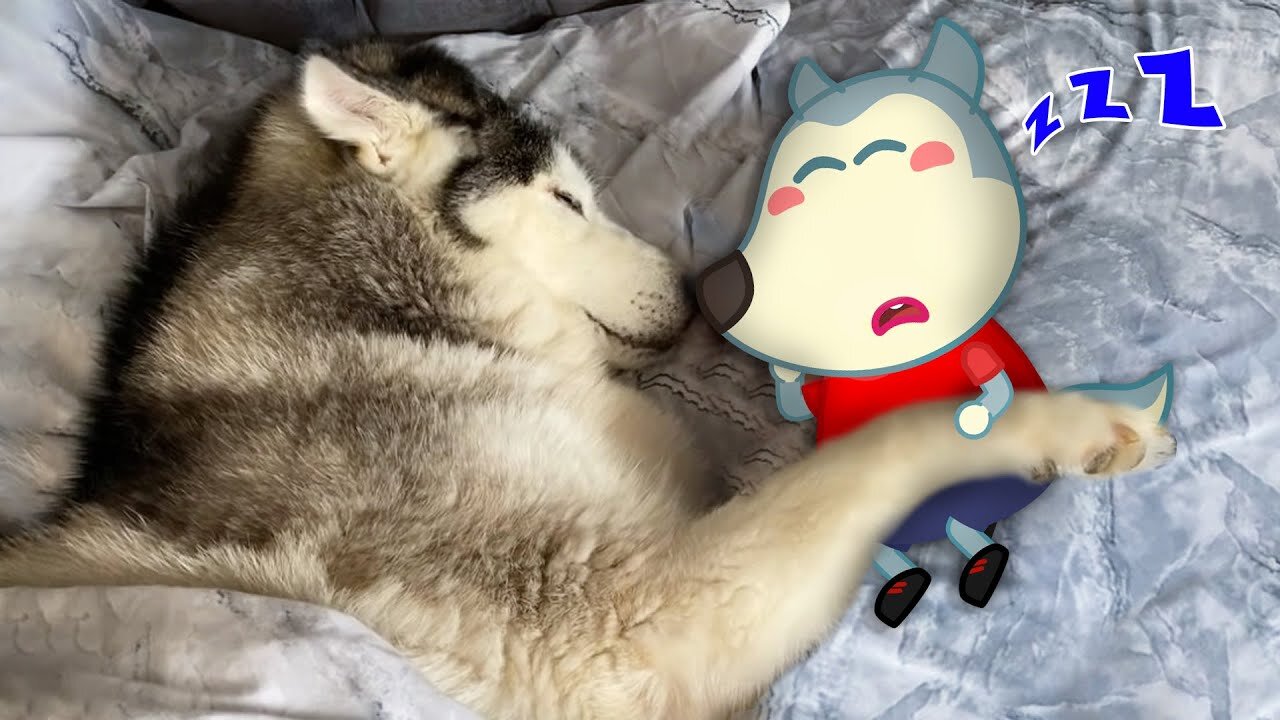 Big Dog Sleeping with Wolfoo