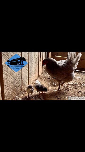 Mother Hen and her chicks #shorts