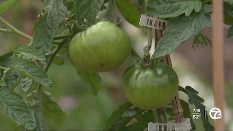 Michigan Urban Farm dedicated to growing fresh produce and feeding the community in Detroit