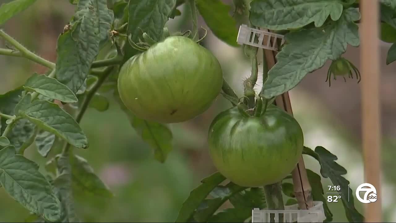 Michigan Urban Farm dedicated to growing fresh produce and feeding the community in Detroit
