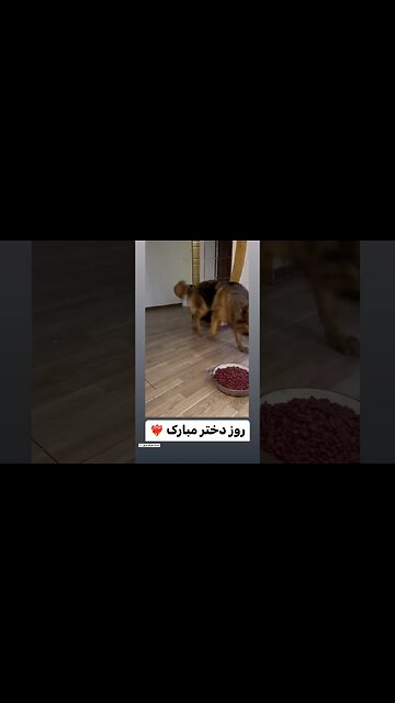 Tida my girl girls daughter dog cat dog cat girl dog cat my dog my cat تیدا سگ آموزش سگ تیدا سگ تیدا