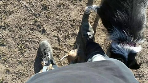 Found another friend at the dog park