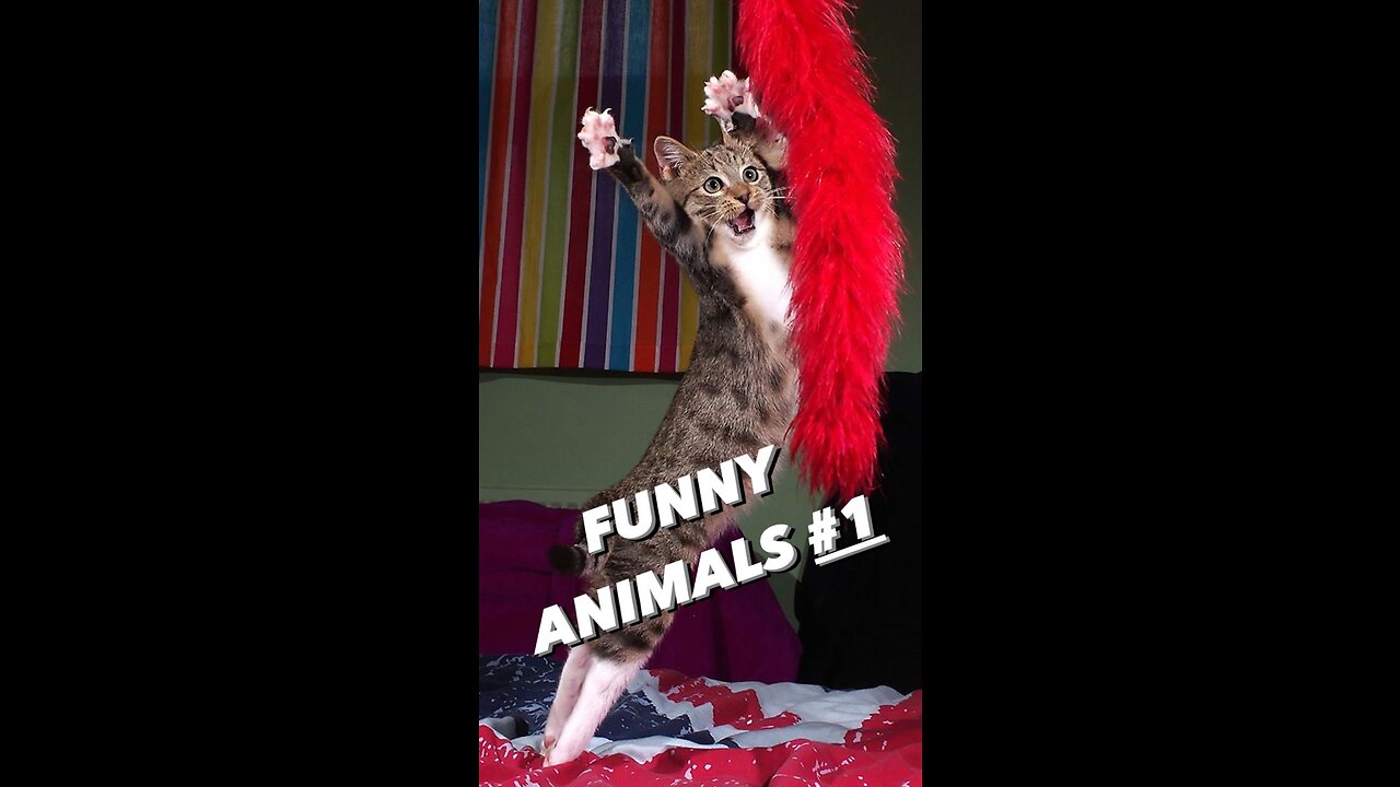 FUNNY ANIMALS, CATS, DOGS AND OTHERS №1