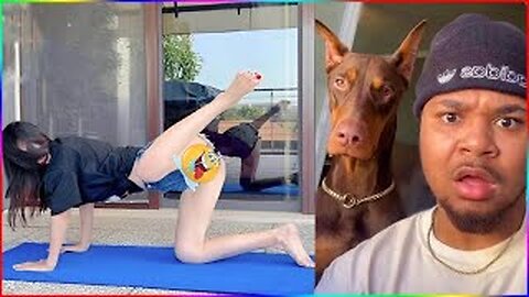 Funny Dog And Cat videos 😍🐶😻 Funniest Animals #11 #funny #animals #haha #lol
