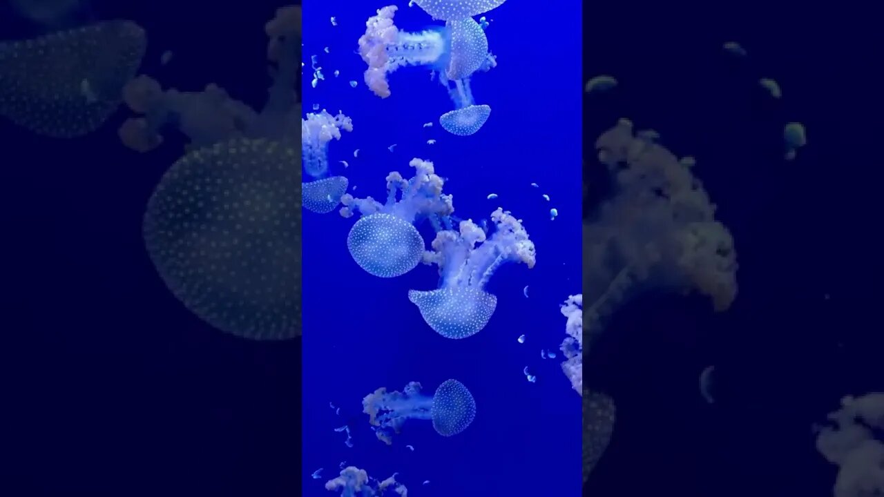 Beautiful Jellyfish