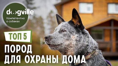 📹 ТОП 5 Пород собак для ОХРАНЫ частного дома
