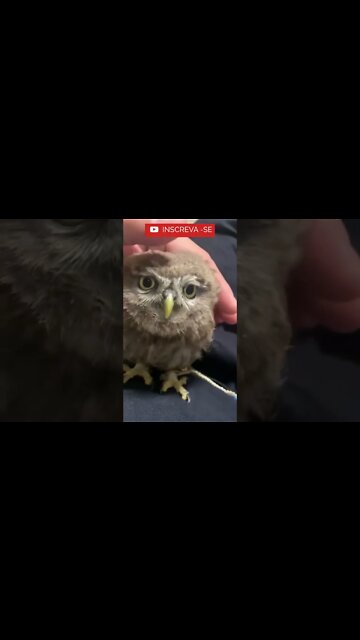 Filhotinho de Coruja mais Fofo!