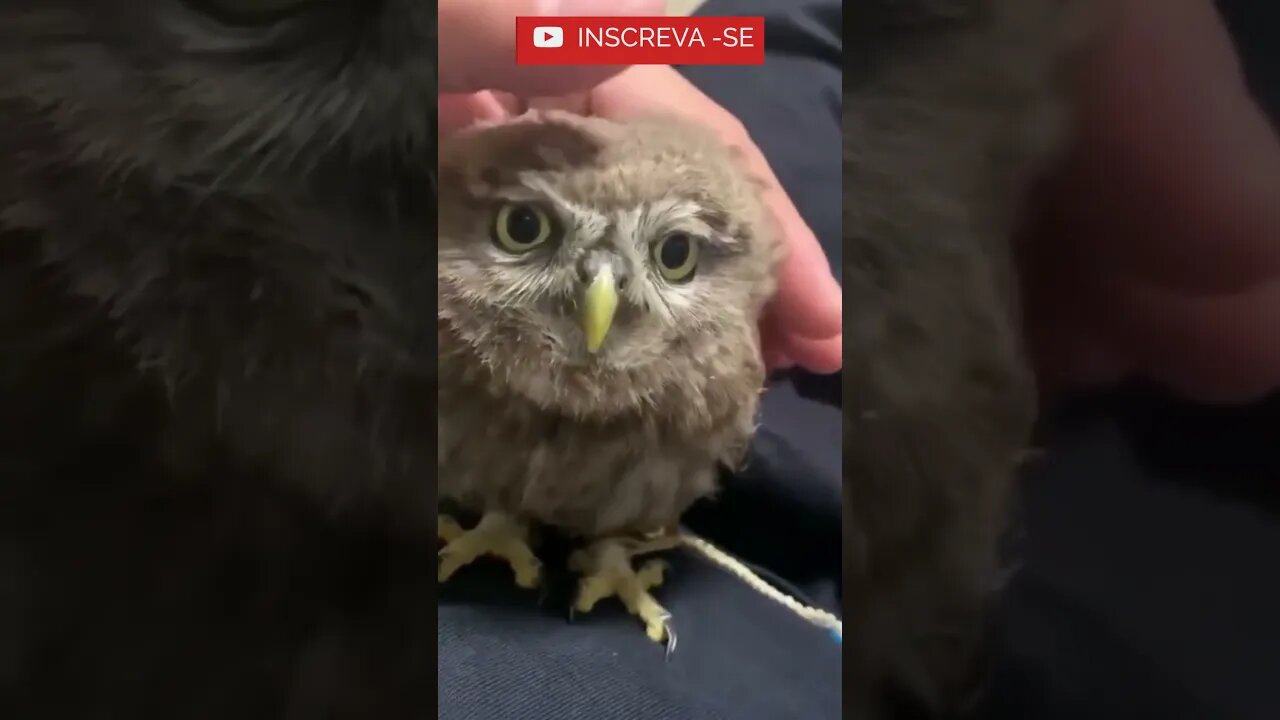 Filhotinho de Coruja mais Fofo!