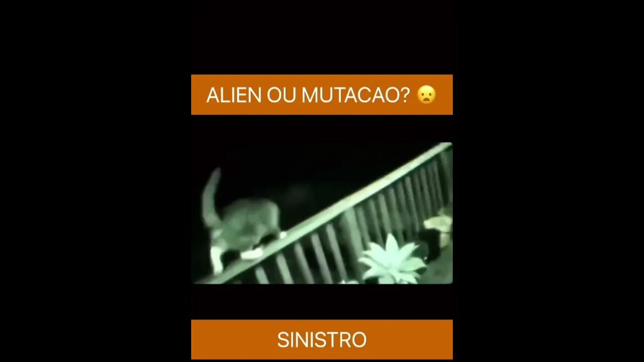 alien ou algum bicho? #shorts