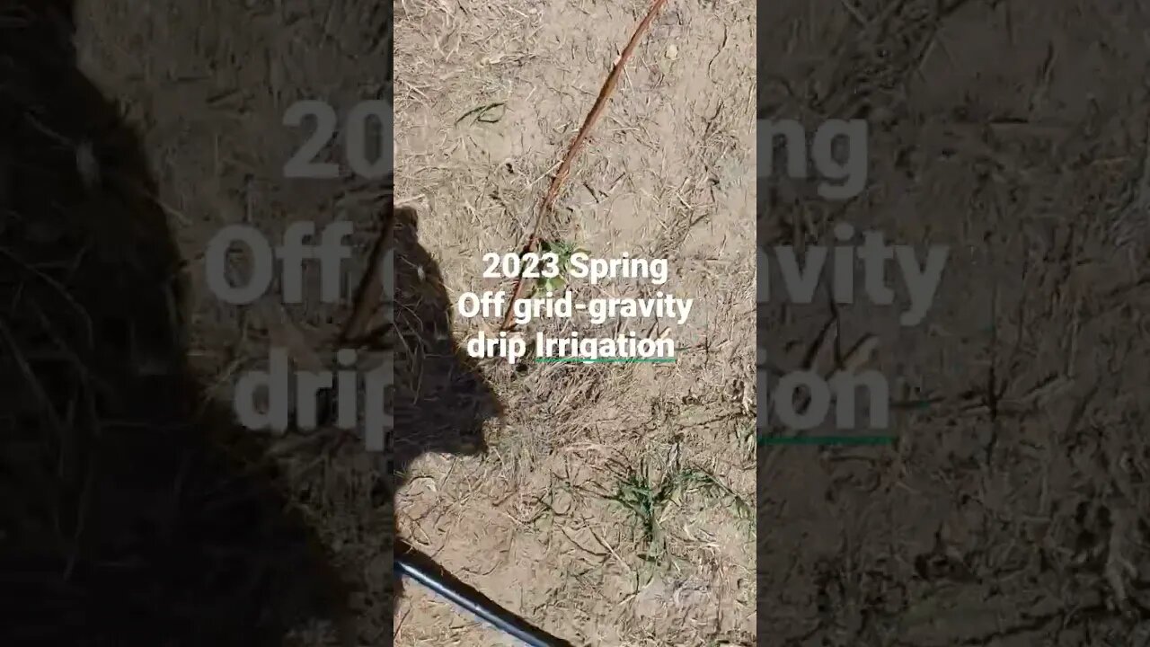 2023 Spring Off-Grid gravity drip irrigation system