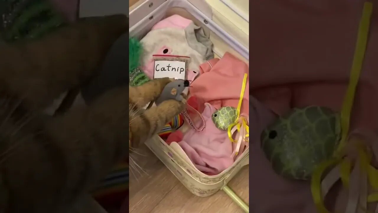 BEST 😍FUNNY😍 PET VIDEOS #58 - Try Not To Laugh #shorts