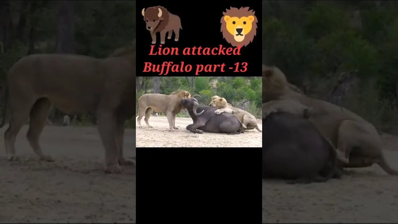 Lion hunting Buffalo 2022 #shorts #youtubeshorts