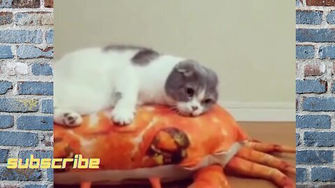 Cat vs Crab