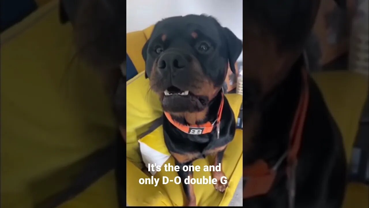 MEME is the one and only D-O double G #shorts