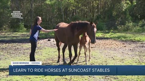 Odessa's Suncoast Stables and Riding Academy