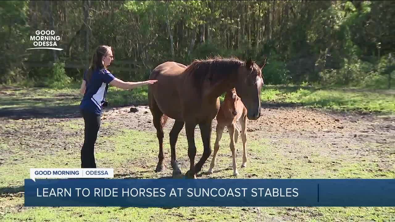 Odessa's Suncoast Stables and Riding Academy