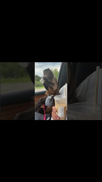 Just went out for dessert!!! Starbucks #shorts #shortvideo