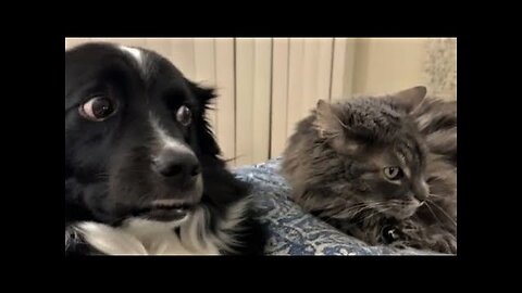 Funny animals - Funny cats dogs - Funny animal videos