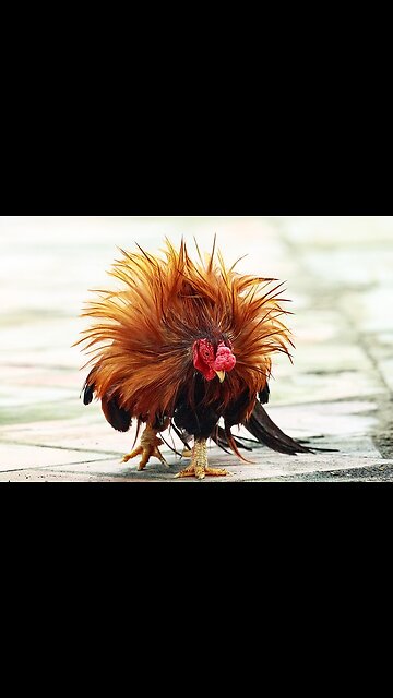 Hen Funny videos|Lovely Cat videos Cock and Hen