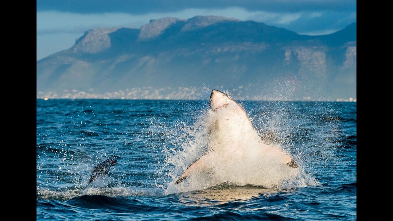 Fatal Great White Attack in Maine