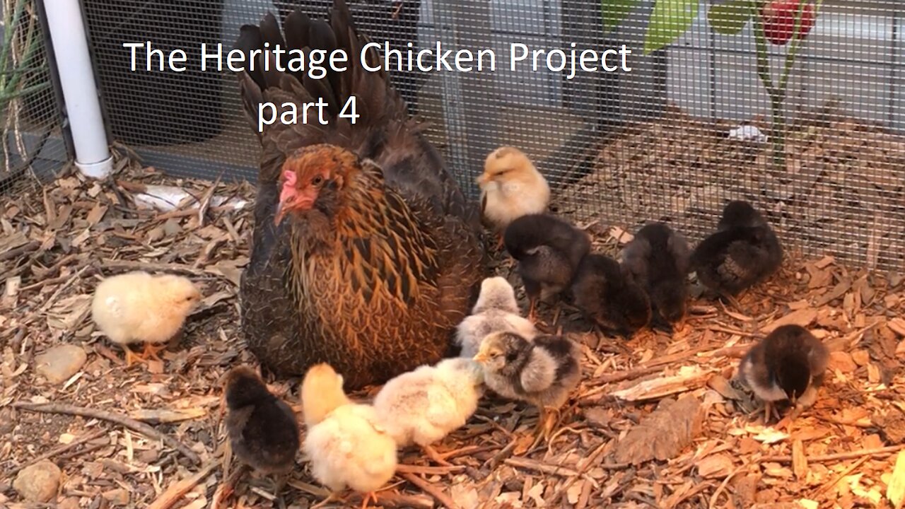 The Heritage Chicken Project. part 4