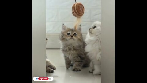 cute cat videos 😹 funny videos 😂931