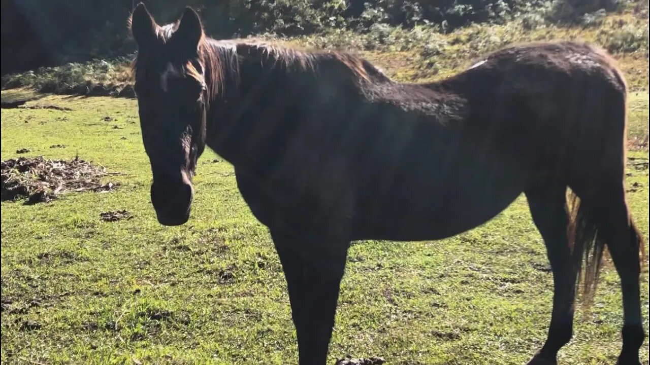 Our old mare Cleo is unwell. May be colic. I discuss why I think it's colic.