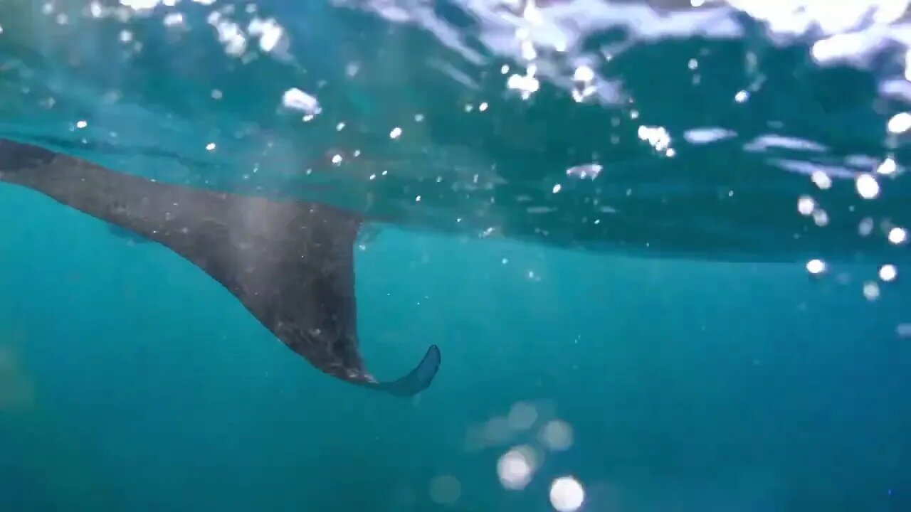 Underwater view of hovering Giant manta ray75