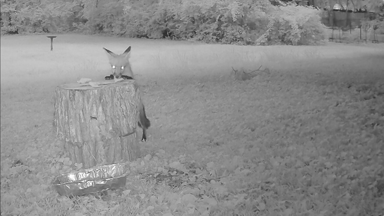 Fox Eats Bread & Gets Spooked Twice